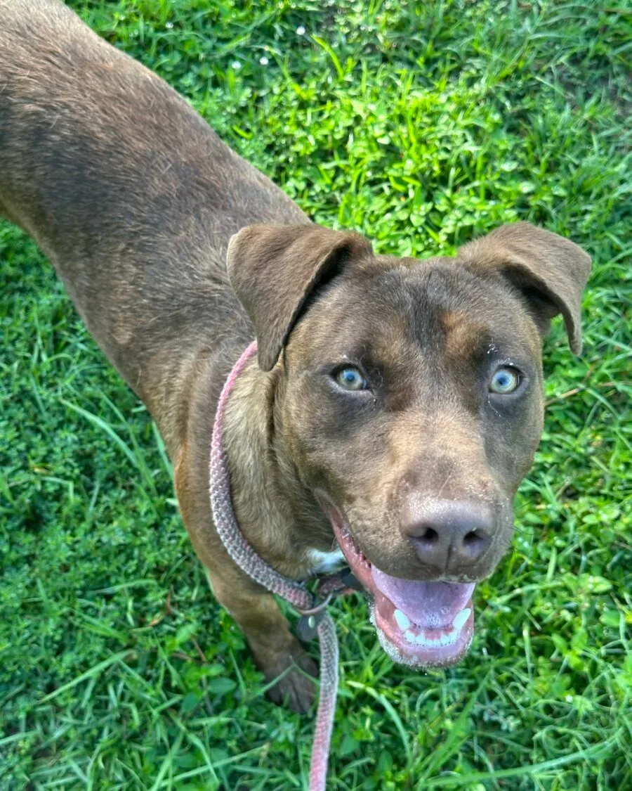 Adoptable Pets - Gerald