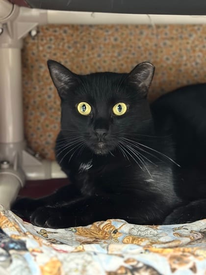 Peaches — Midcoast Humane