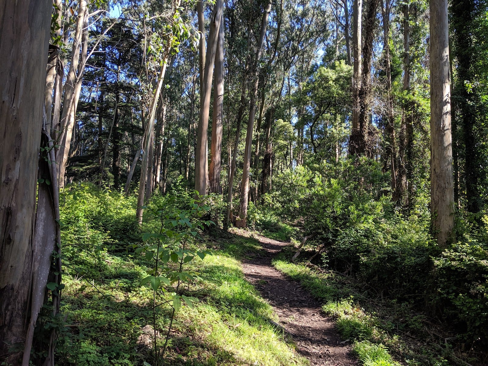 Mount Sutro Open Space Reserve