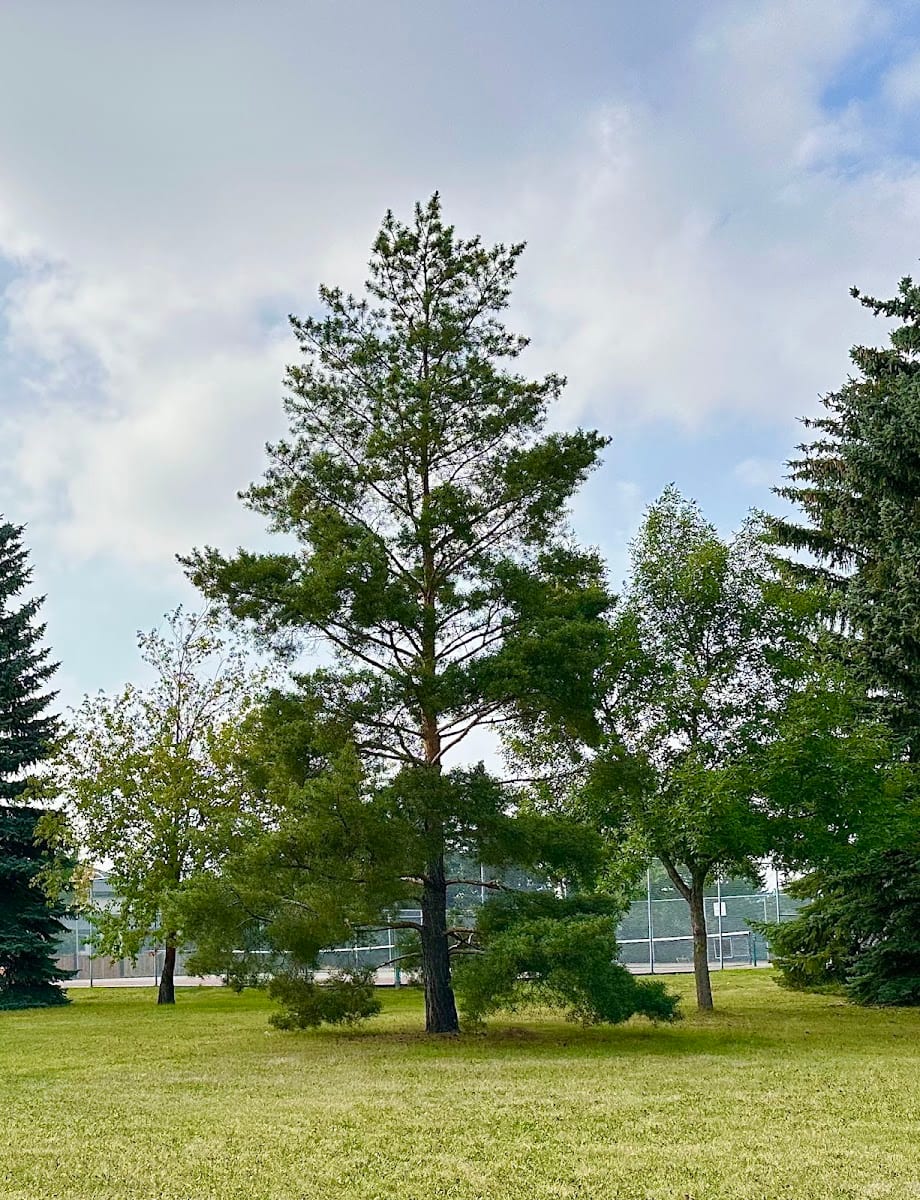 McGhan Park Playground, photo 2