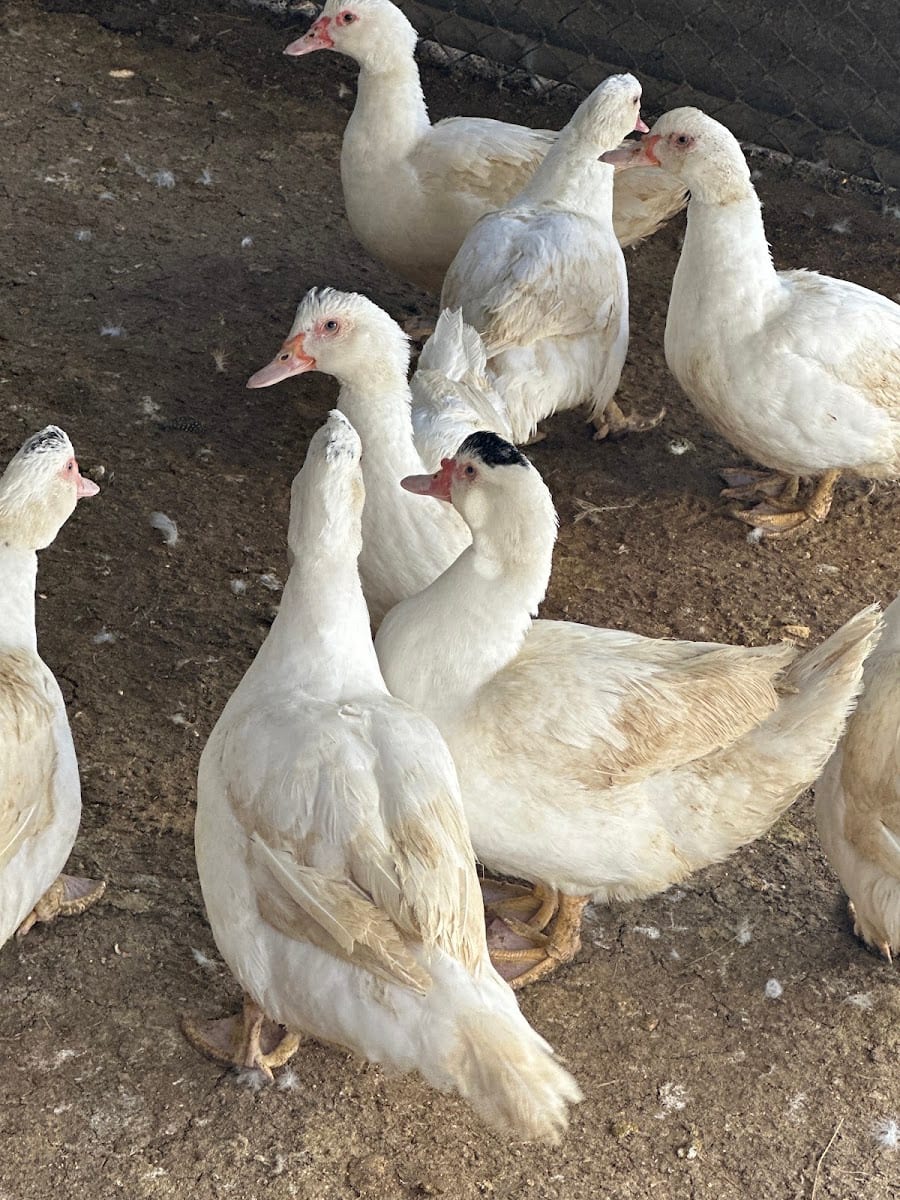 Tampa Live Poultry