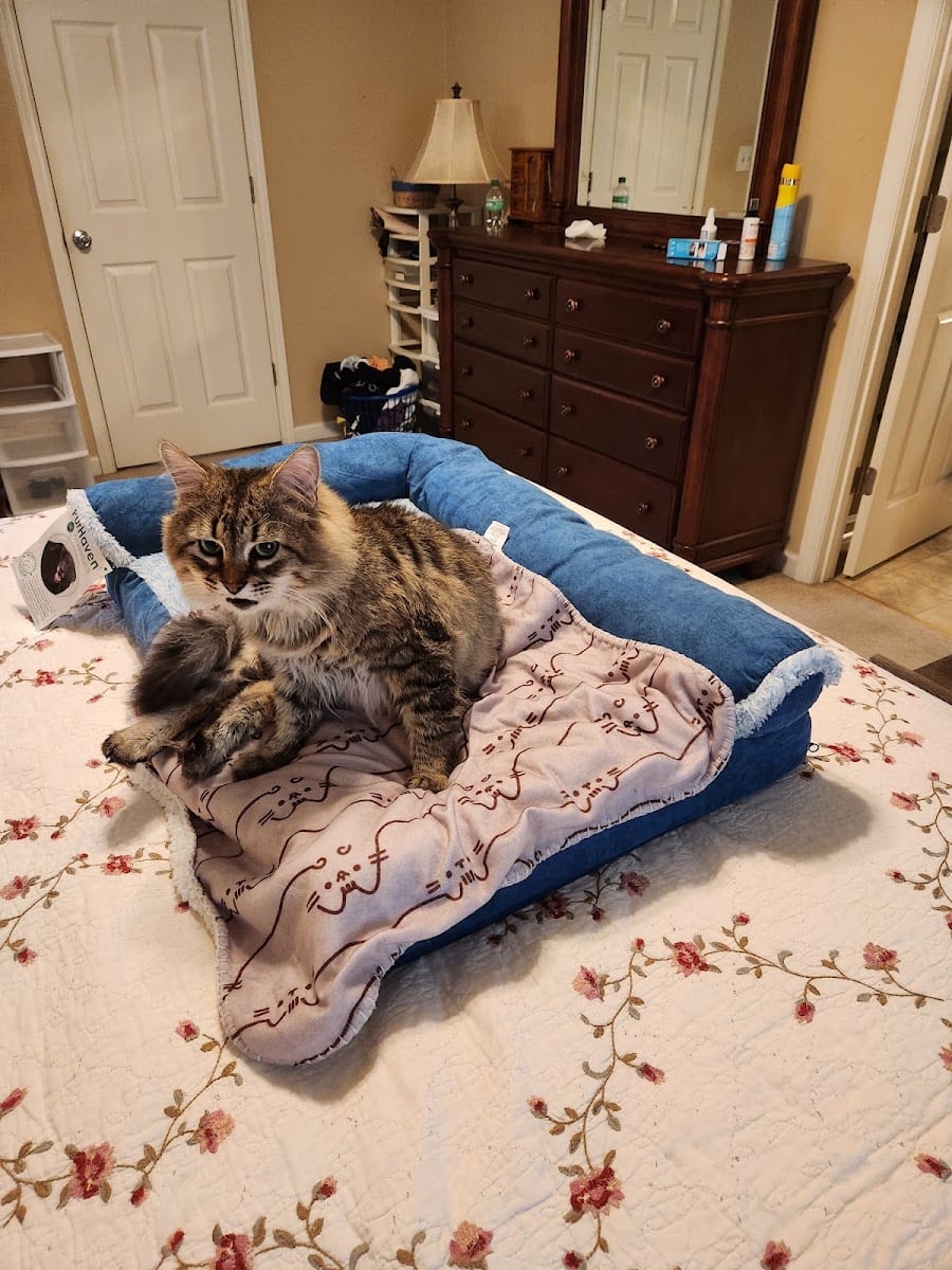 Catisfaction Cat Clinic, photo 3