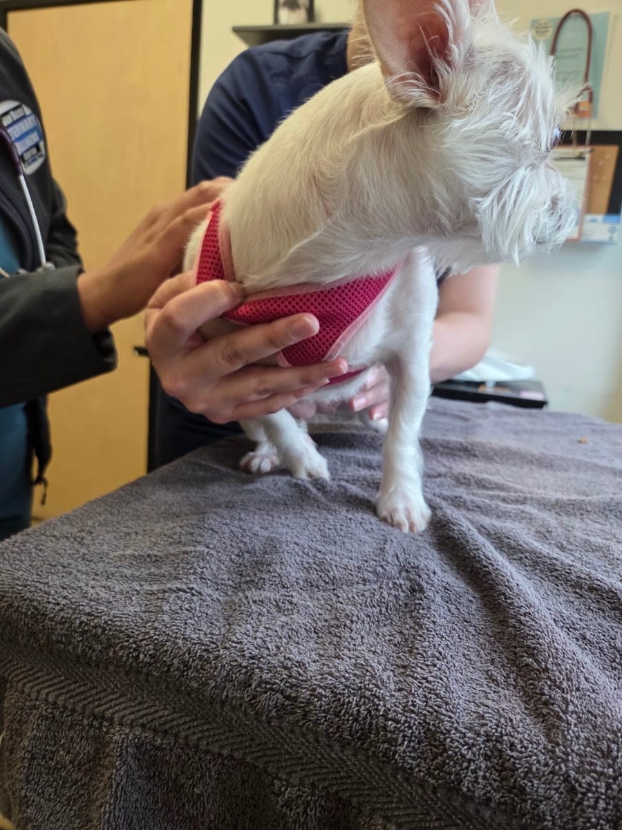 Sam Bass Veterinary Wellness