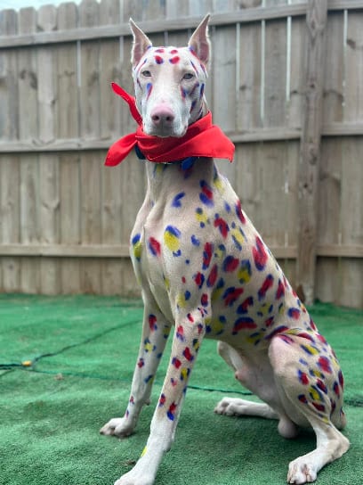 Ross Kennels LLC