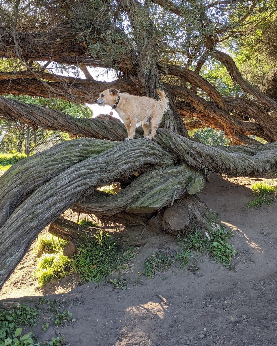 Brotherhood & Alemany Dog Play Area, photo 3