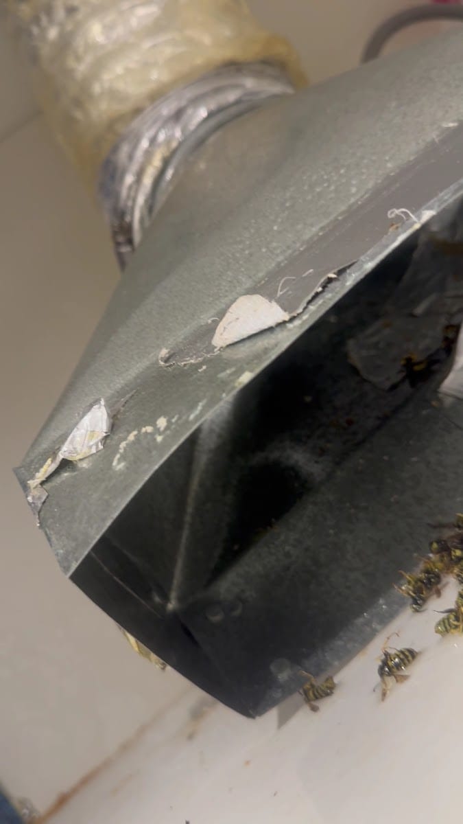 Diamo Pest & Wildlife Control, photo 3