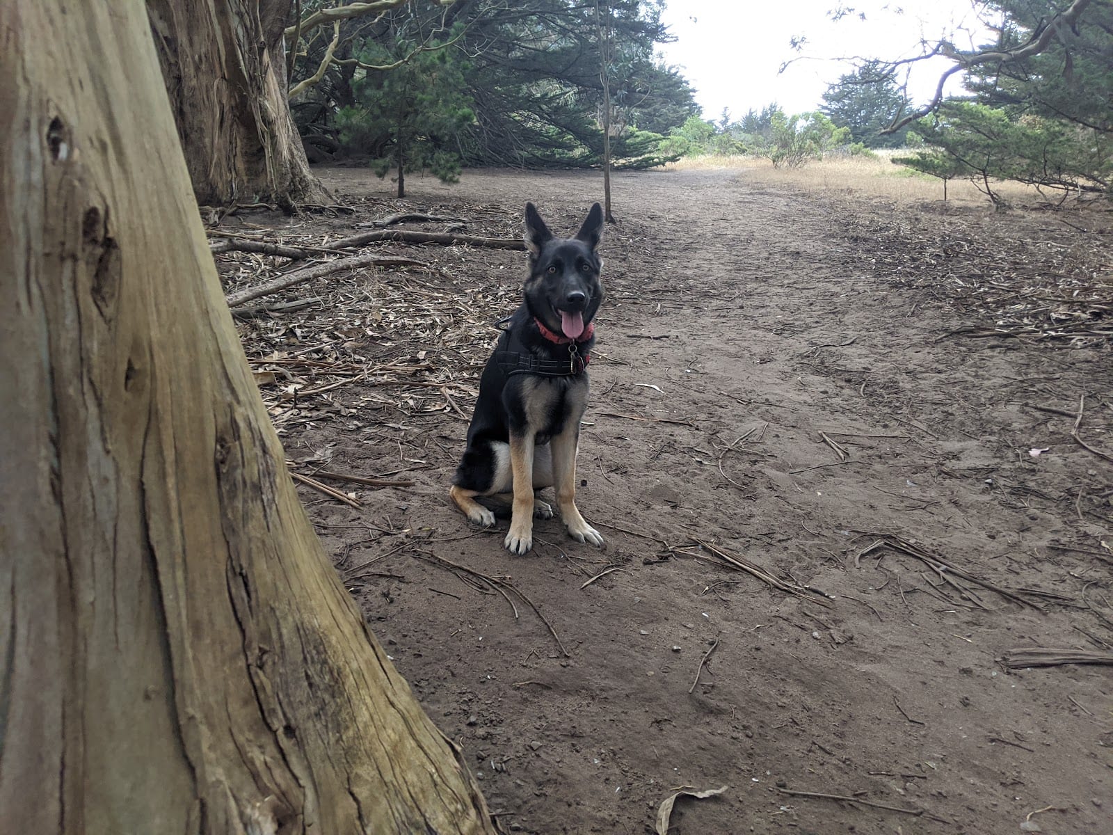 McLaren Park Dog Play Area 2, photo 3