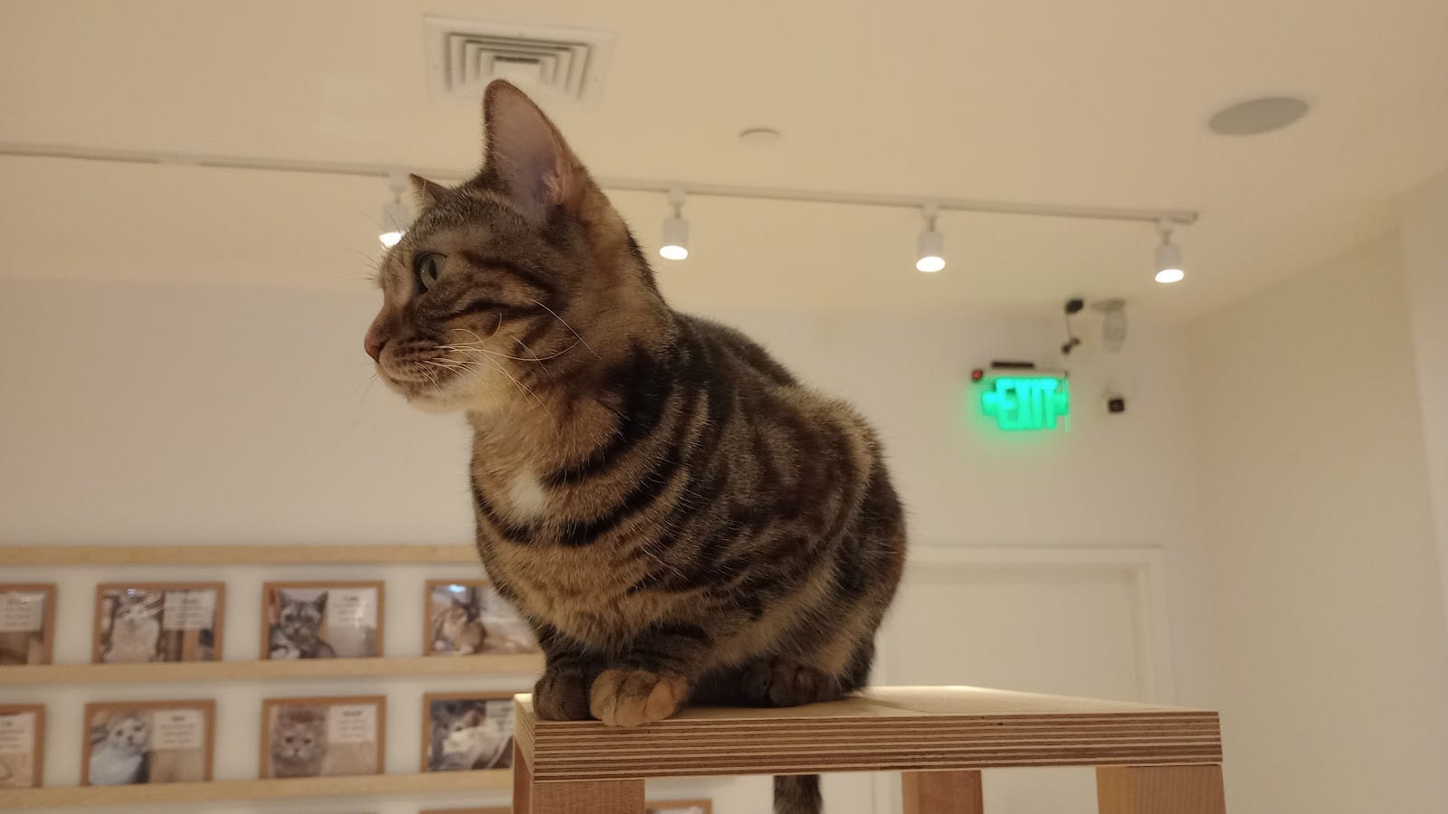 Cat Café MOFF Ala Moana Center, photo 4