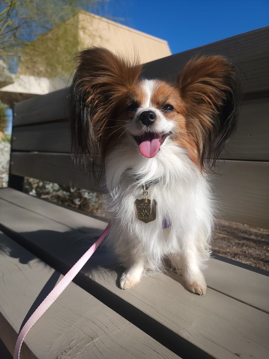 Woof Gang Bakery & Grooming Skye Canyon, photo 3