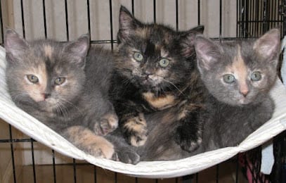 Calhoun County Animal Center