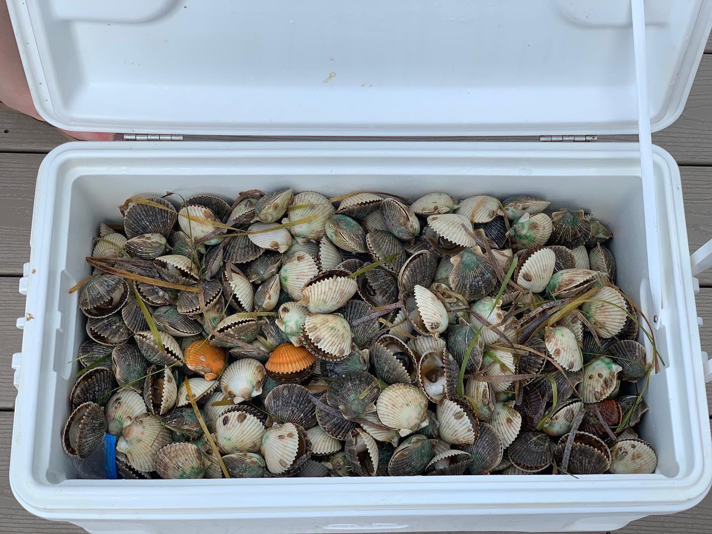 2026 Florida Scalloping Season Guide - Crystal River and Homosassa | Nature Coast Hub
