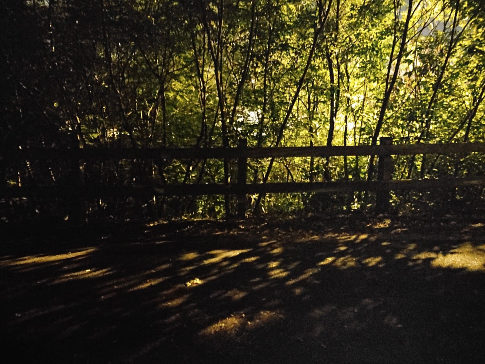 South Richvale Greenway Walk, photo 3