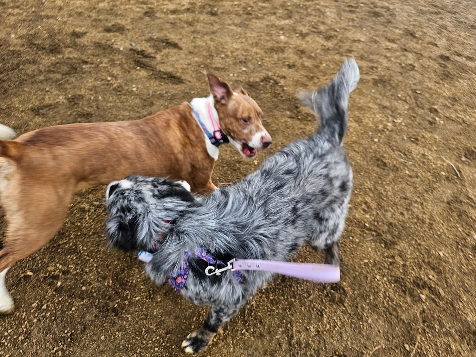 Dog park