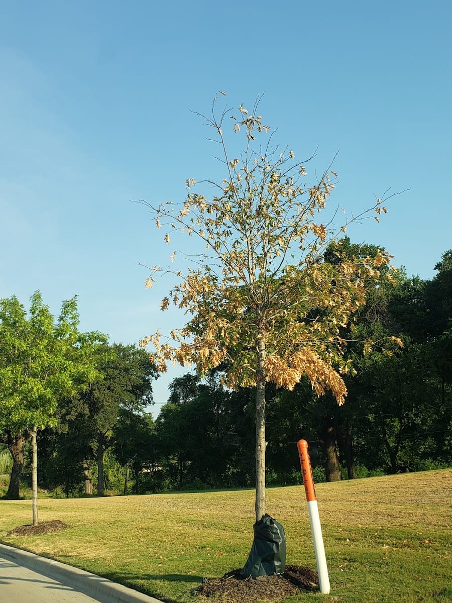 American Landscape Systems, photo 2