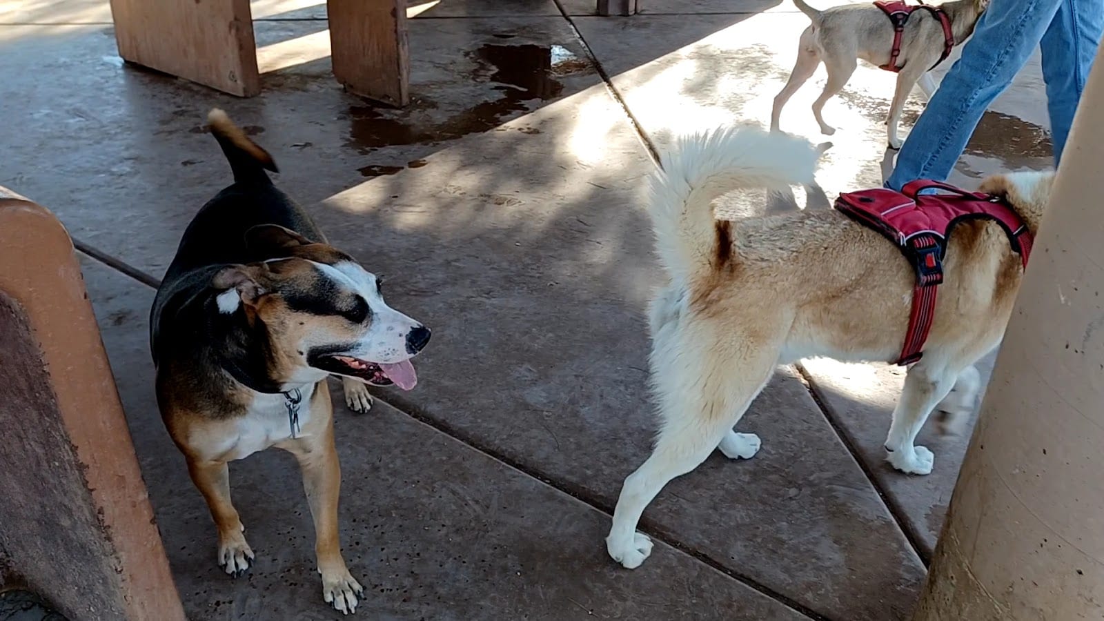 Miko's Corner Playground Dog Park, photo 2