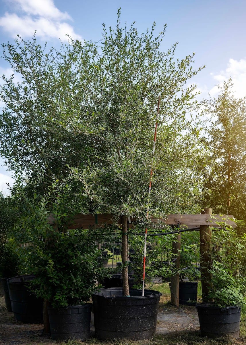 PermaVista Trees LLC