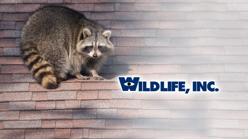 coyote patrol wildlife solutions