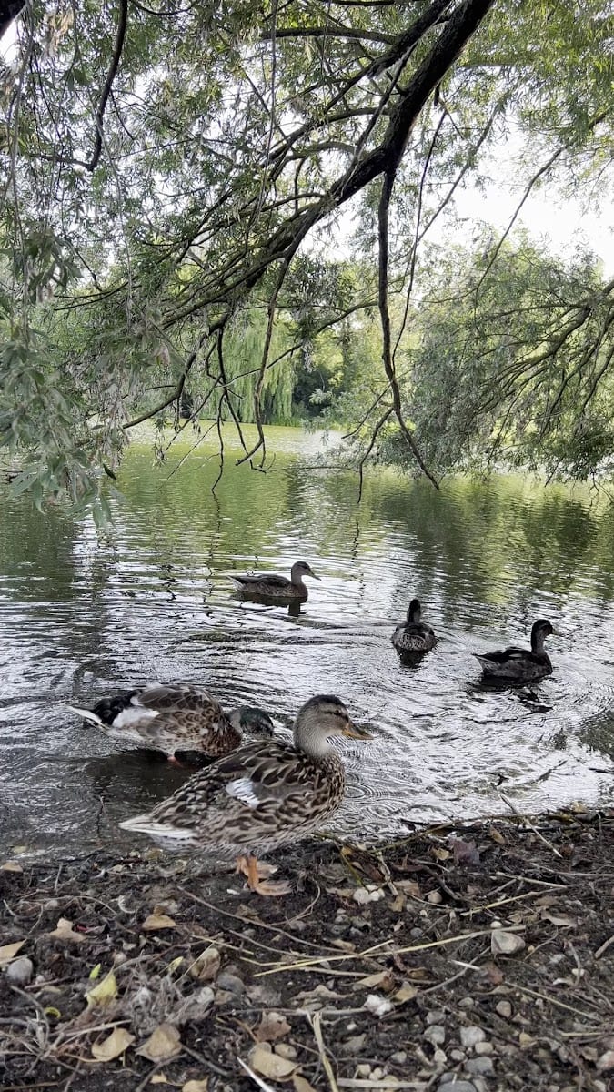 UEA Broad, photo 2