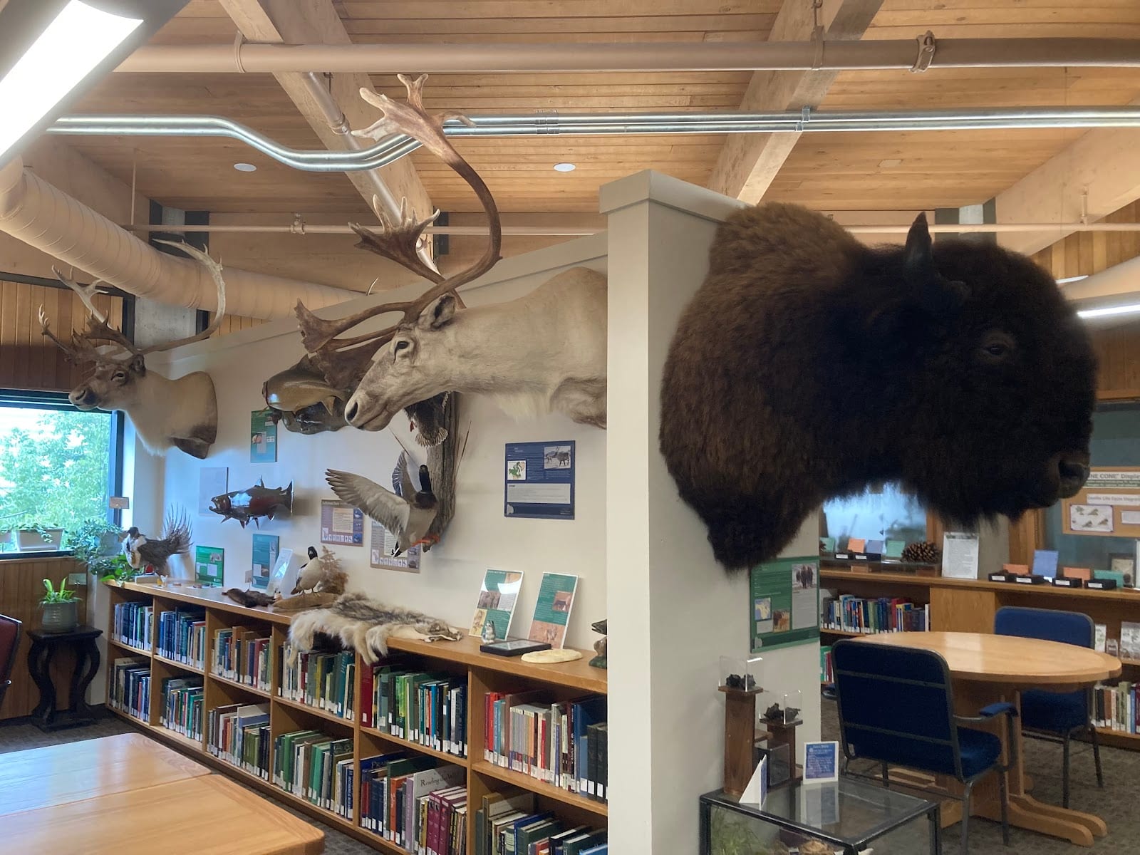 Mason Wildlife Exhibit