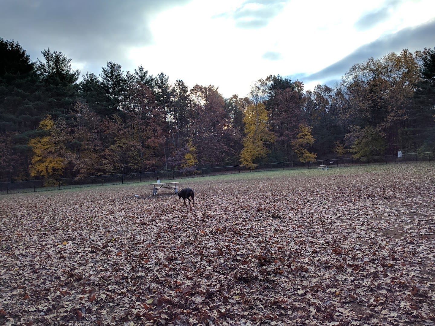 Saratoga Springs Dog Park, photo 3