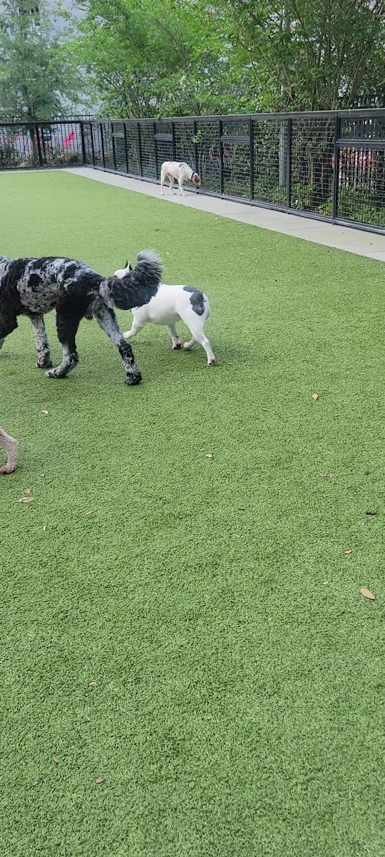 Dog Parks at Madison Street Park, photo 2
