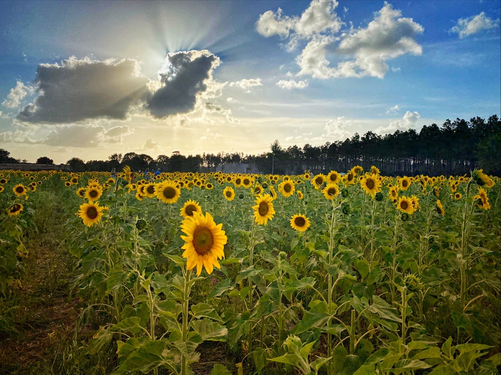 Amazing Grace Farms | Jacksonville Sunflower & Pumpkin Farm