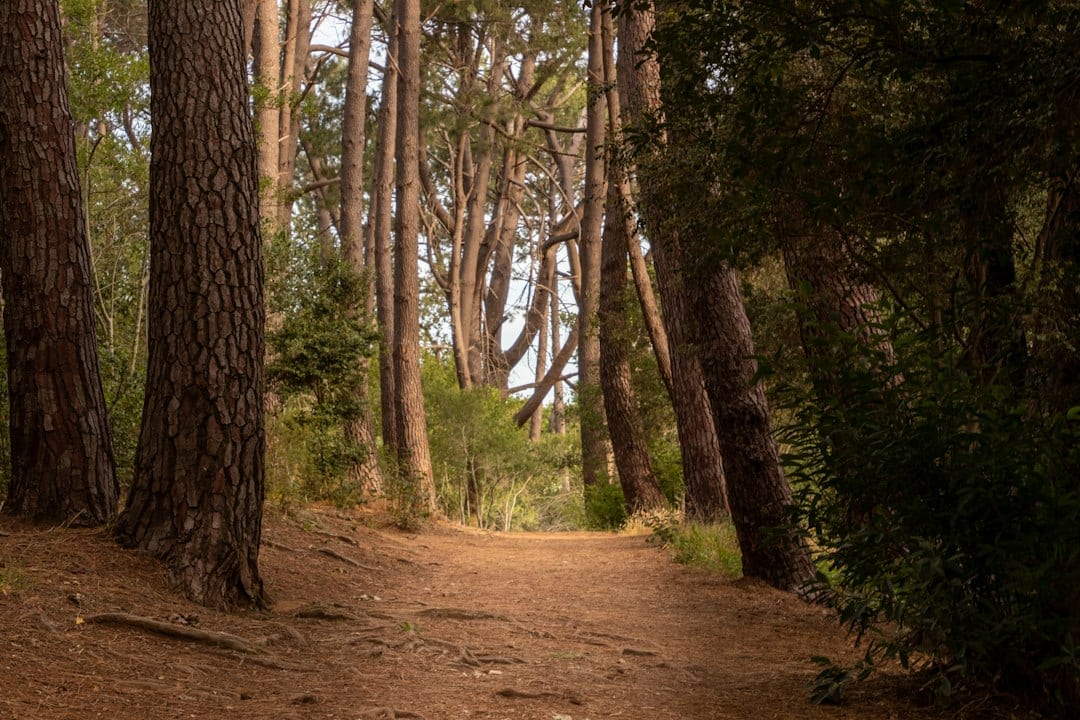 Forest trail illustrating an observation walk