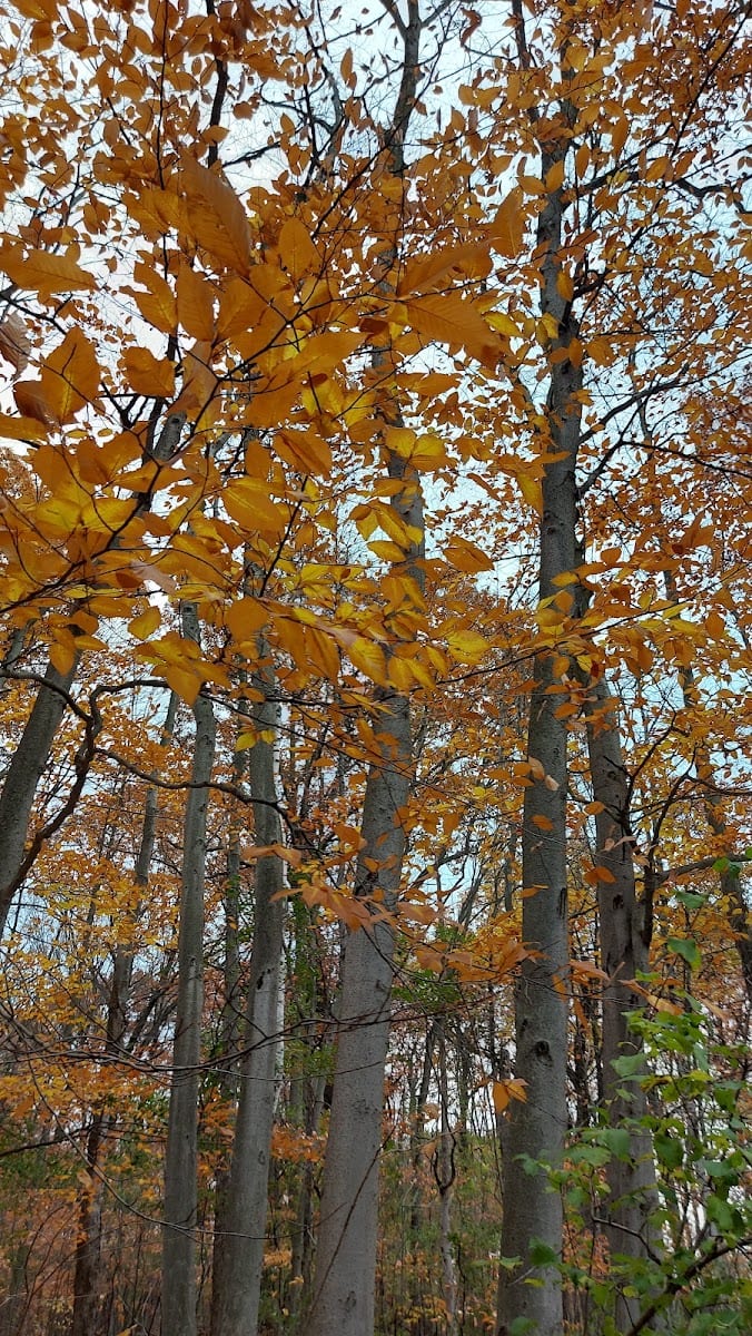 Worthington Park, photo 3