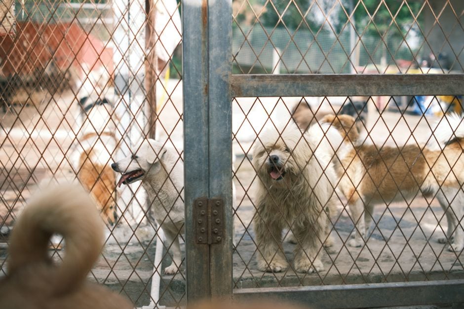 Dog Adoption in Oceanside and Escondido: Where to Begin