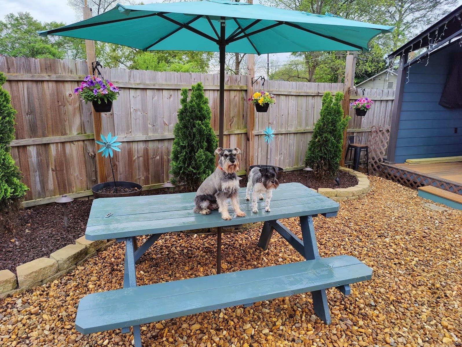 Pawsome Place Canine Oasis, photo 4