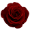Tampa Florist