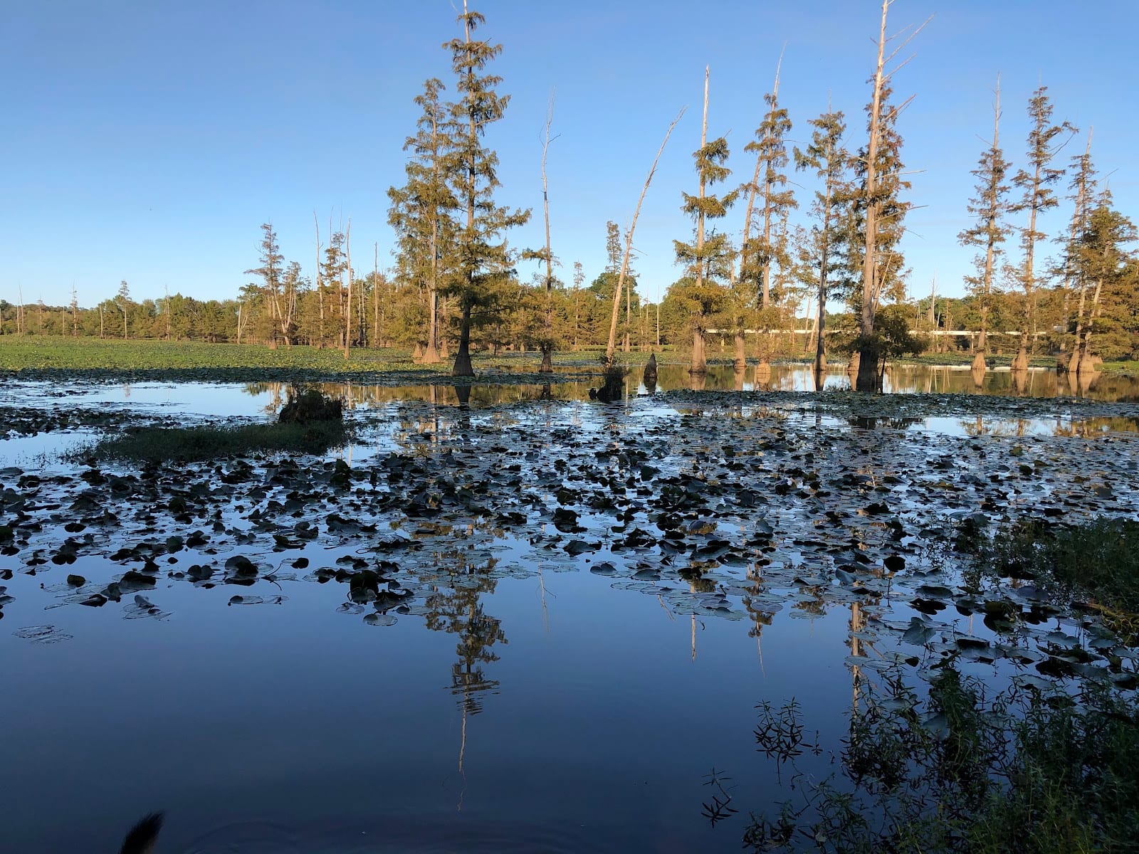 William Kirsch Preserve within Ranch North Woods