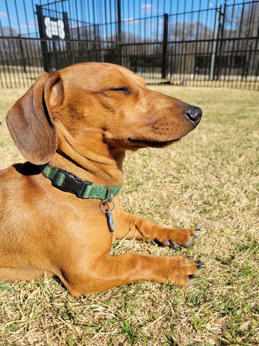 Frisco Hills Dog Park