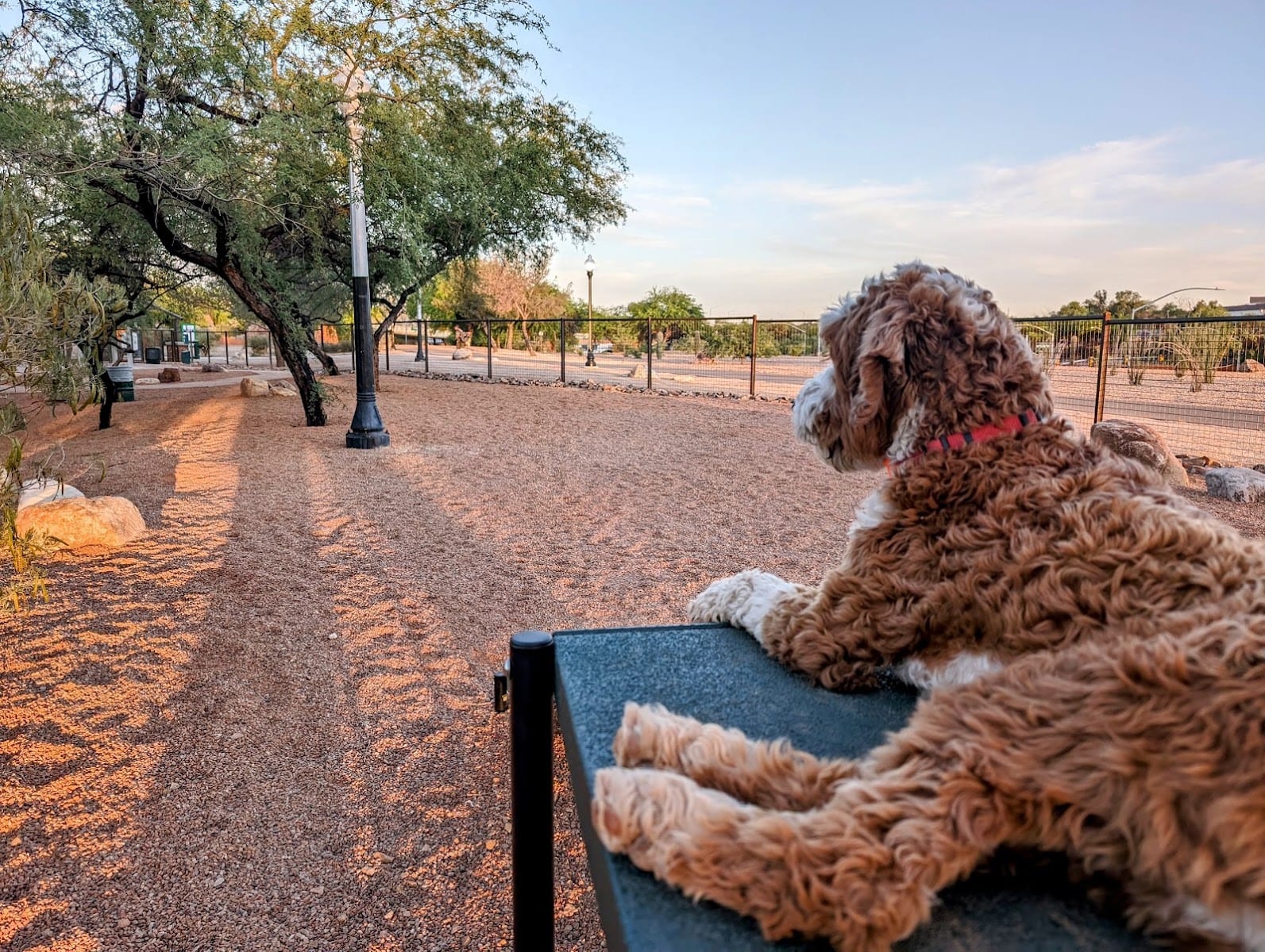 Iron Horse Dog Park