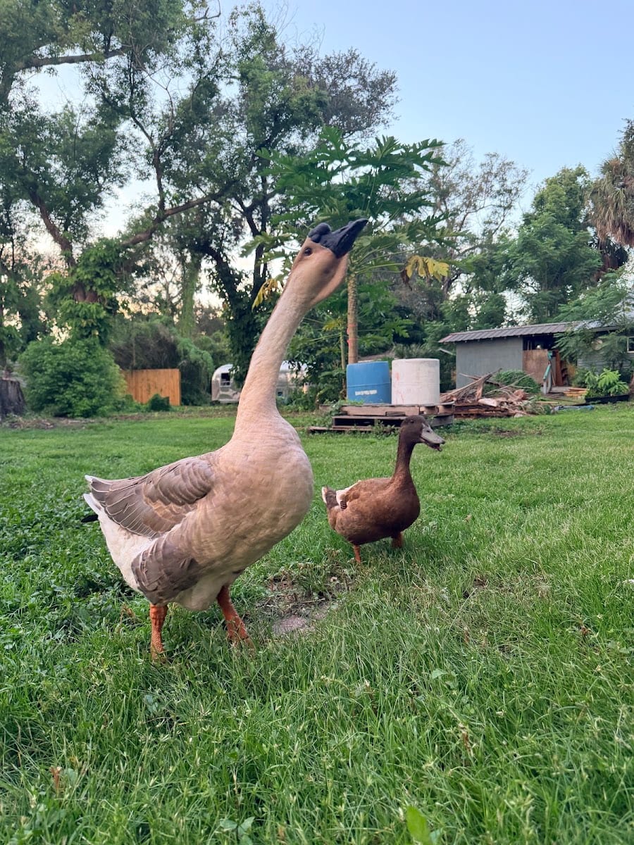 South Tampa Farm, photo 4