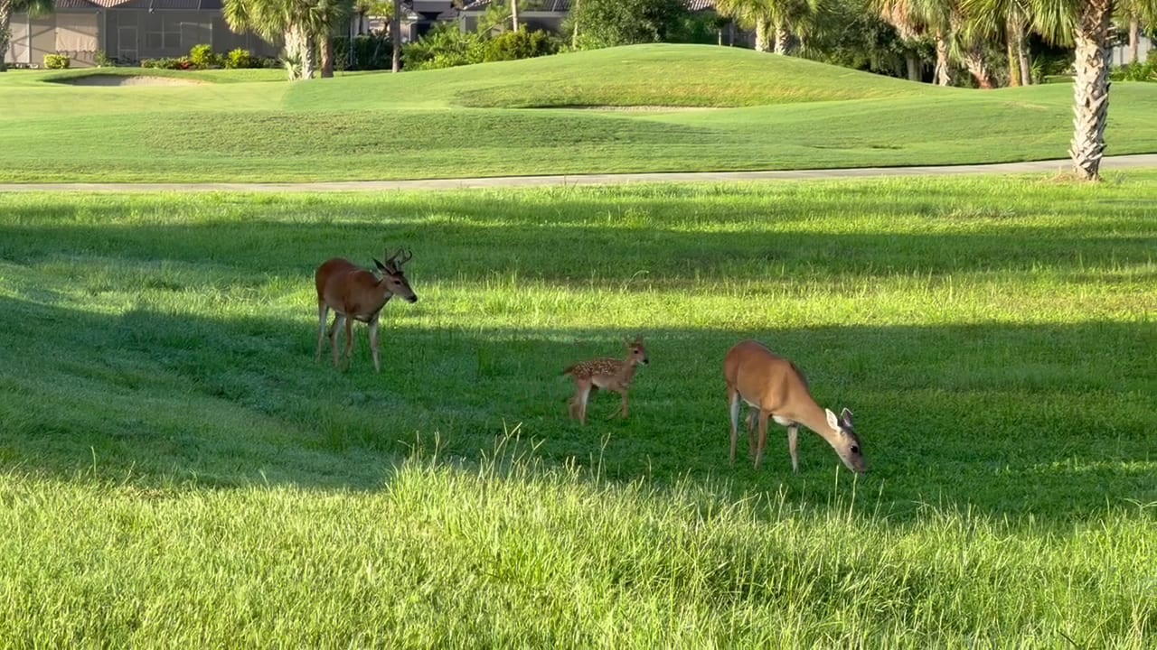Heron Creek Golf & Country Club, photo 3