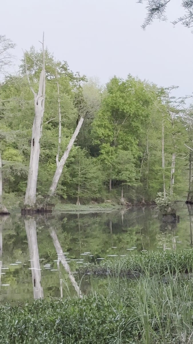 William Kirsch Preserve within Ranch North Woods, photo 3