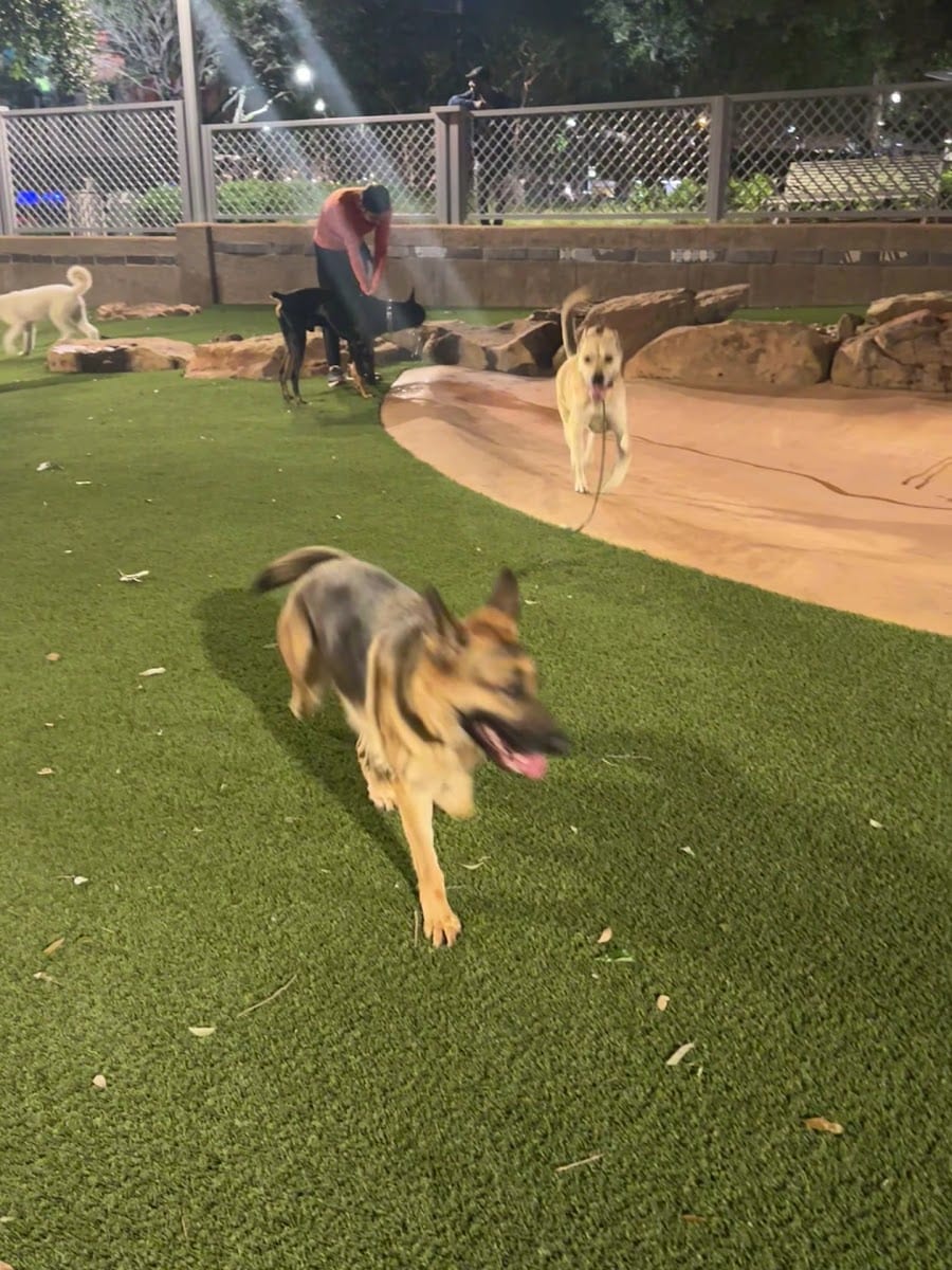 Market Square Dog Run, photo 2