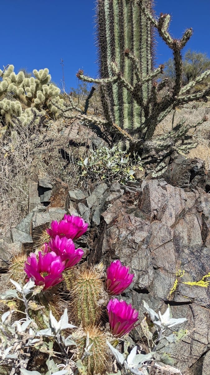Sunrise Peak, photo 3