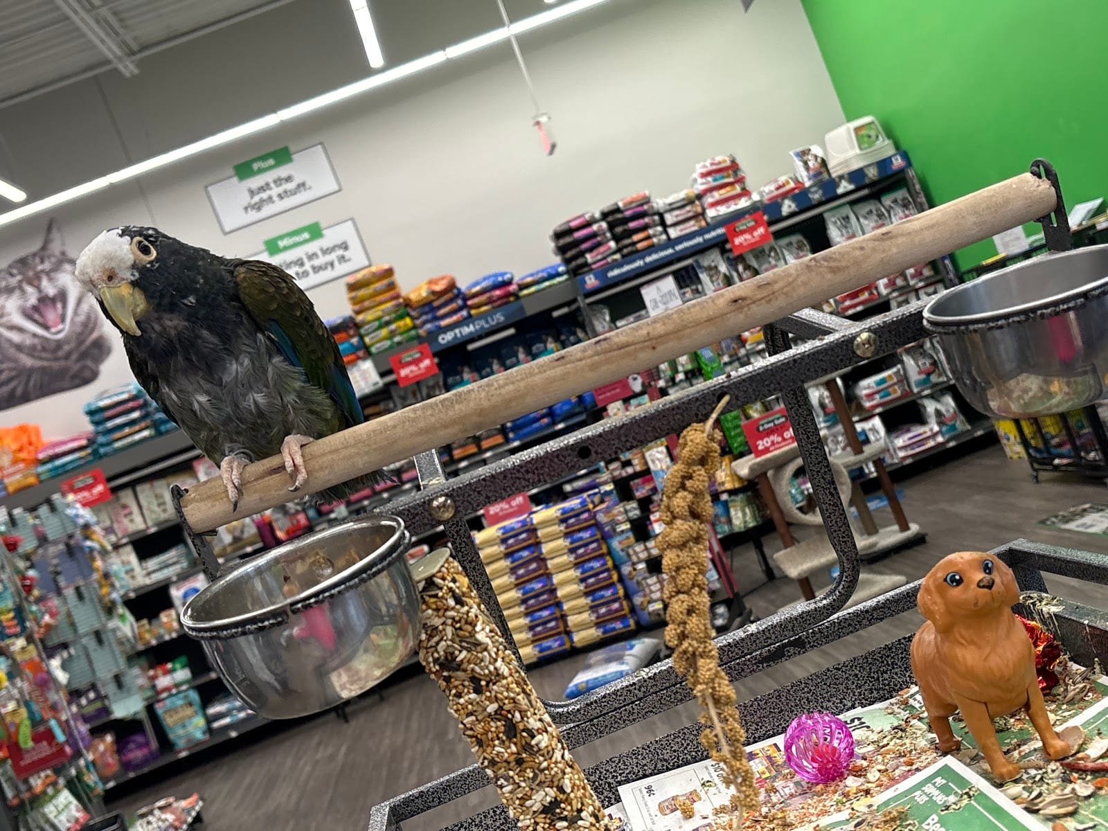 Pet Supplies Plus Panama City, photo 4