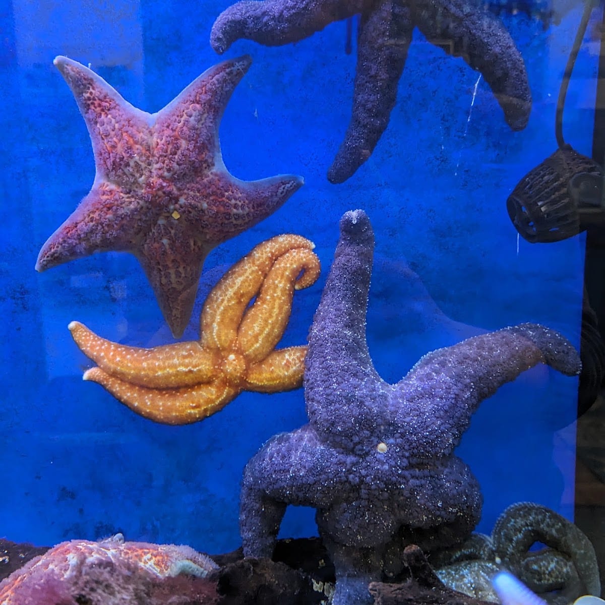 Puget Sound Estuarium