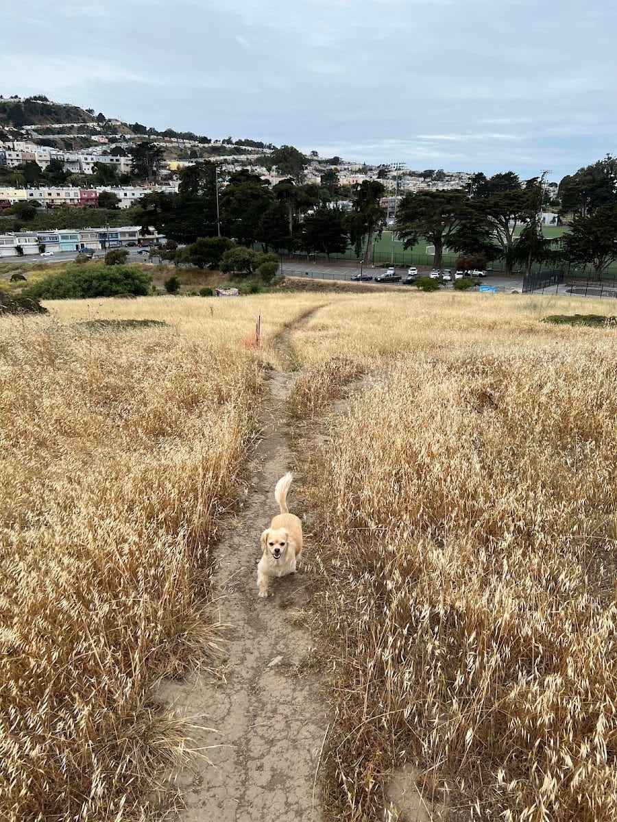 McLaren Park Dog Play Area
