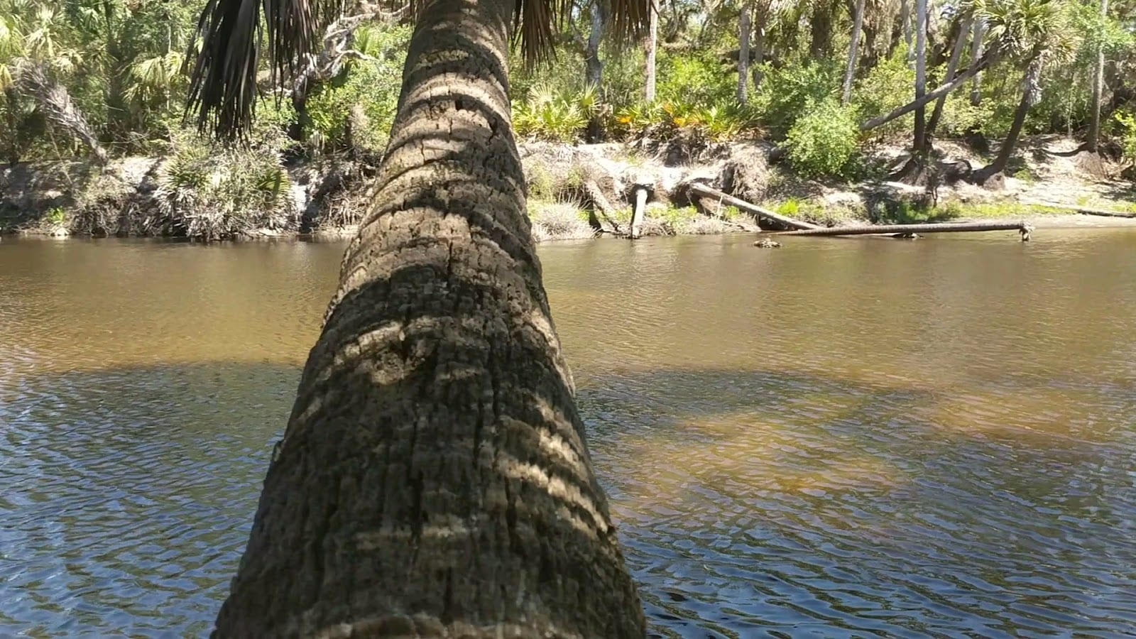 Venice Myakka River Park, photo 2