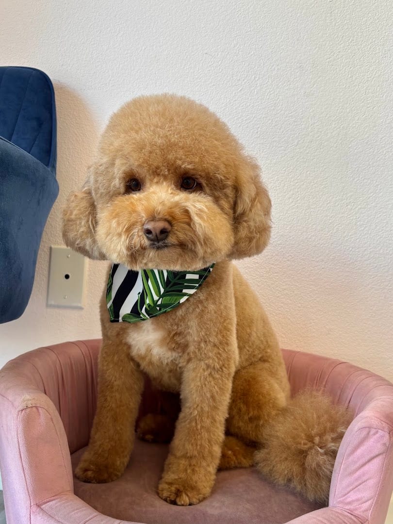 PinkPaw Pet Salon, photo 2