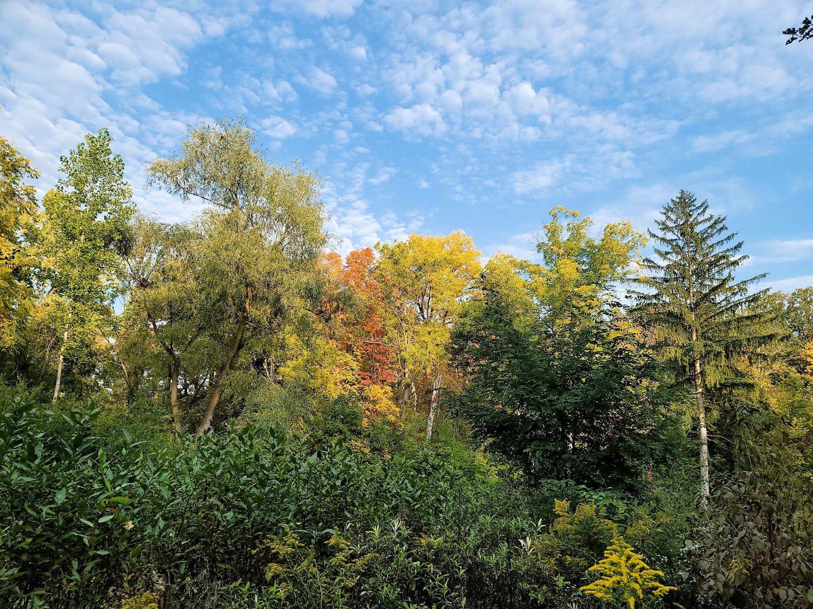 South Richvale Greenway Walk