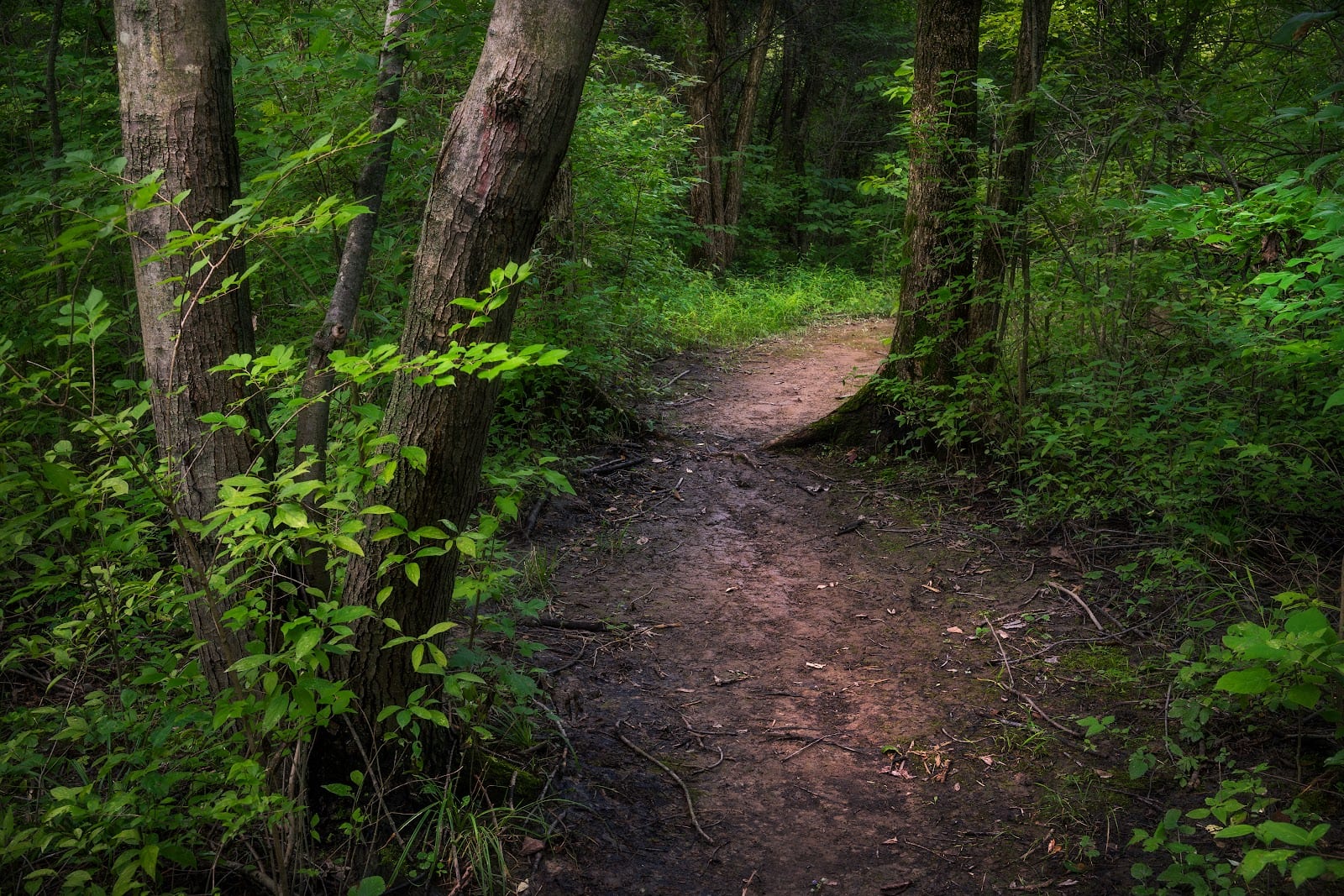 Mengerson Nature Reserve - ACRES Land Trust, photo 2