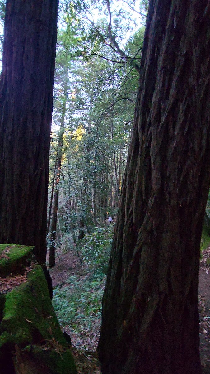 Trailhead for Redwood Trail in Bothe-Napa Valley State Park, photo 2