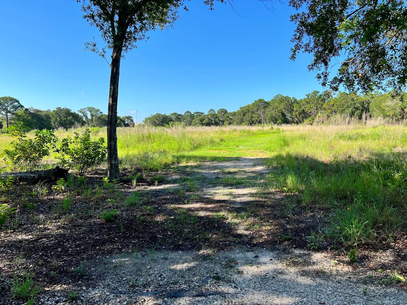 Pinebrook Meadow Trail, photo 2