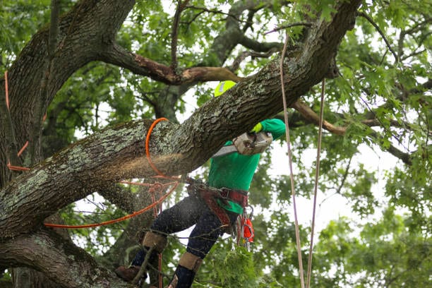 Landscaping Lubbock Pro, photo 2