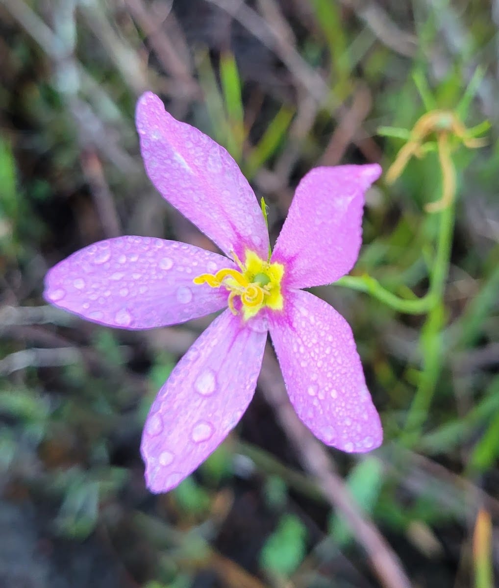 Pinelands Preserve, photo 3